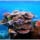 아름다운 산호초 이미지