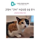 맑은 동물병원 | 철산동 동물병원) 고양이 &#34;구리&#34; 자궁수종 자궁축농증 중성화 수술 후기