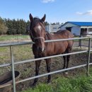 연학목장 이미지