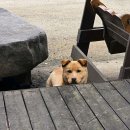 여주-1119 이미지