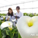 칼라 이미지