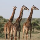 안녕 기린 이미지