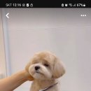 에바가위컷 전문점 이미지