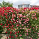 장자호수공원 장미원 이미지