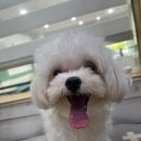 로즈퍼피 | 목포애견미용 아이가 스트레스 받지 않게 미용 잘 해주는 곳 로즈퍼피