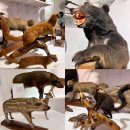 경북대학교자연사박물관 이미지