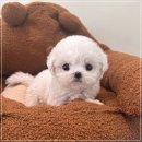 배곧애견샵 이미지