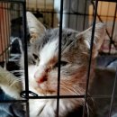 해뜰동물병원 이미지