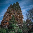 389 | [389번째 캠핑후기] 경기도 이천 캠핑장. 한적한 소규모 캠핑장 이천 풀싸이드캠핑장 혼자 캠핌 (feat...