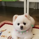 보드레도그 이미지