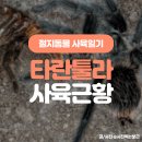 타이거솔라