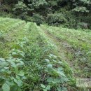 베틀농장 이미지