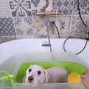 그루머공간 이미지