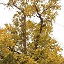 은행나무로 이미지