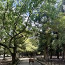 양촌 어린이공원(어8) | 오사카 여행지 추천 나라 사슴 공원 동대사 입장료 교토 버스투어