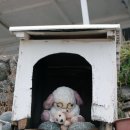 언덕위의하얀민박 이미지