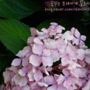 임실치즈피자 이미지