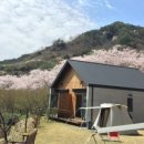 두 번째 벚꽃 이미지