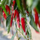 조성위탁영농 이미지