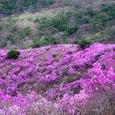 제61회산행안내 5/14(둘토) 철쭉꽃축제와 아름다운암릉산행안내 경남합천에 명산 모산재767m 황매산1.113m 이미지