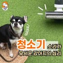쉐이크테일 강아지 애견 유치원 호텔 미용 | [ 평택애견호텔유치원/ 쉐이크테일 ] 쉐이크테일 유치원_청소기 소리가 무서운 강아지들의 심리✨
