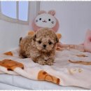 동물사랑애견샵 이미지