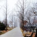 안개로가로수 이미지