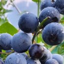 잔다리농장 이미지