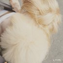 즐겨찾개 이미지