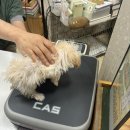 쿨펫이마트 목동점 동물병원 | [목동동물병원추천] 쿨펫동물병원 이마트목동점