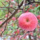 영월군농업기술센터 이미지