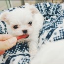 홈브리딩 이미지