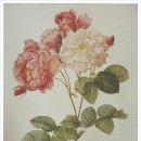 보태니컬 아트 이미지