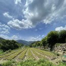 박영태농장 이미지