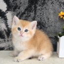 쿤이수염 이미지