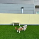 핫도그 반려견 유치원 이미지