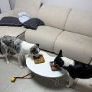 보리네김밥 | 하루종일 먹고 논 하키눈나의 일상기록 (14)