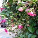 넝쿨장미집 이미지