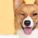 A플러스덴탈 이미지