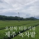 설록차전시관 이미지