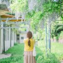 오창초 가좌분교 | [충청도여행 :: 청주여행_등나무꽃] 청주 오창초가좌분교 등나무꽃