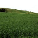 양동목장 이미지