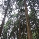 나무랑숲 이미지