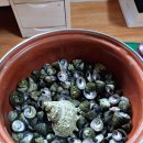 섬초롱민박 이미지