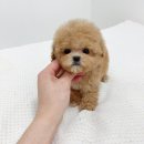 법인믿음축산