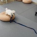 스테이영 애견학교 이미지