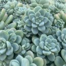 한샘농장 이미지