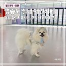 댕댕존 이미지