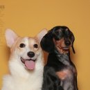 덕수네애견 이미지