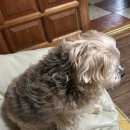 신창이발소 이미지